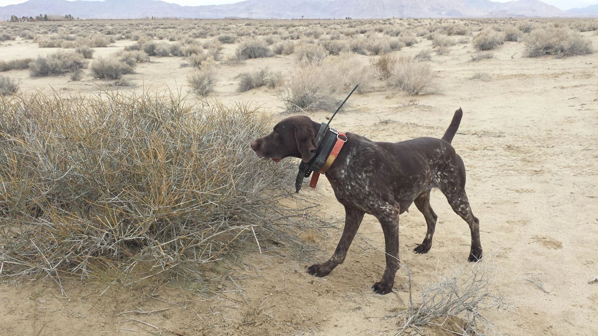Hunting in the field 2014