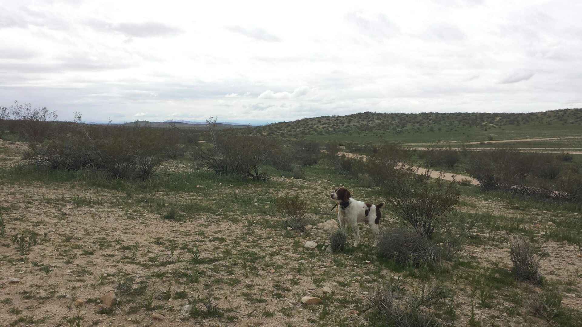 Hunting in the field 2015