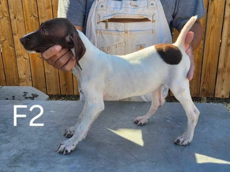 GSP puppy