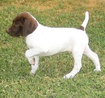 Young dog standing with one paw raised on grass