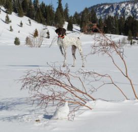 Winter mountain valley hunting landscape