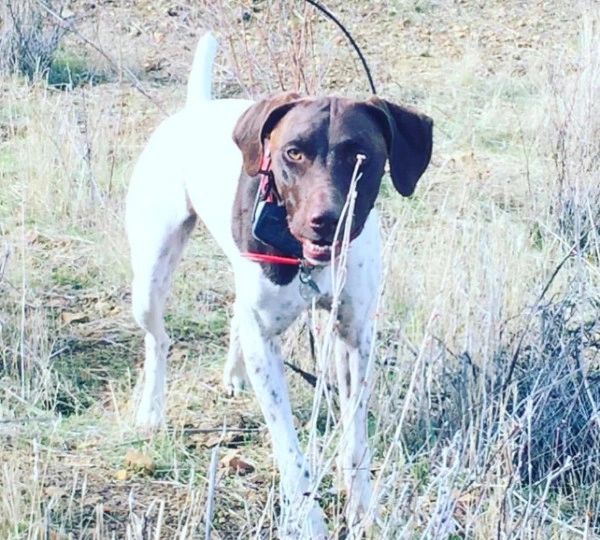Pointer dog standing in the grass — Kona