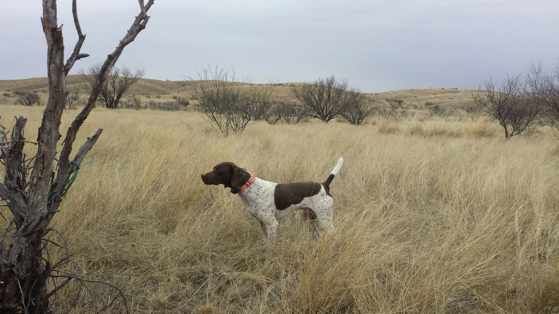Winter hunting field 2015