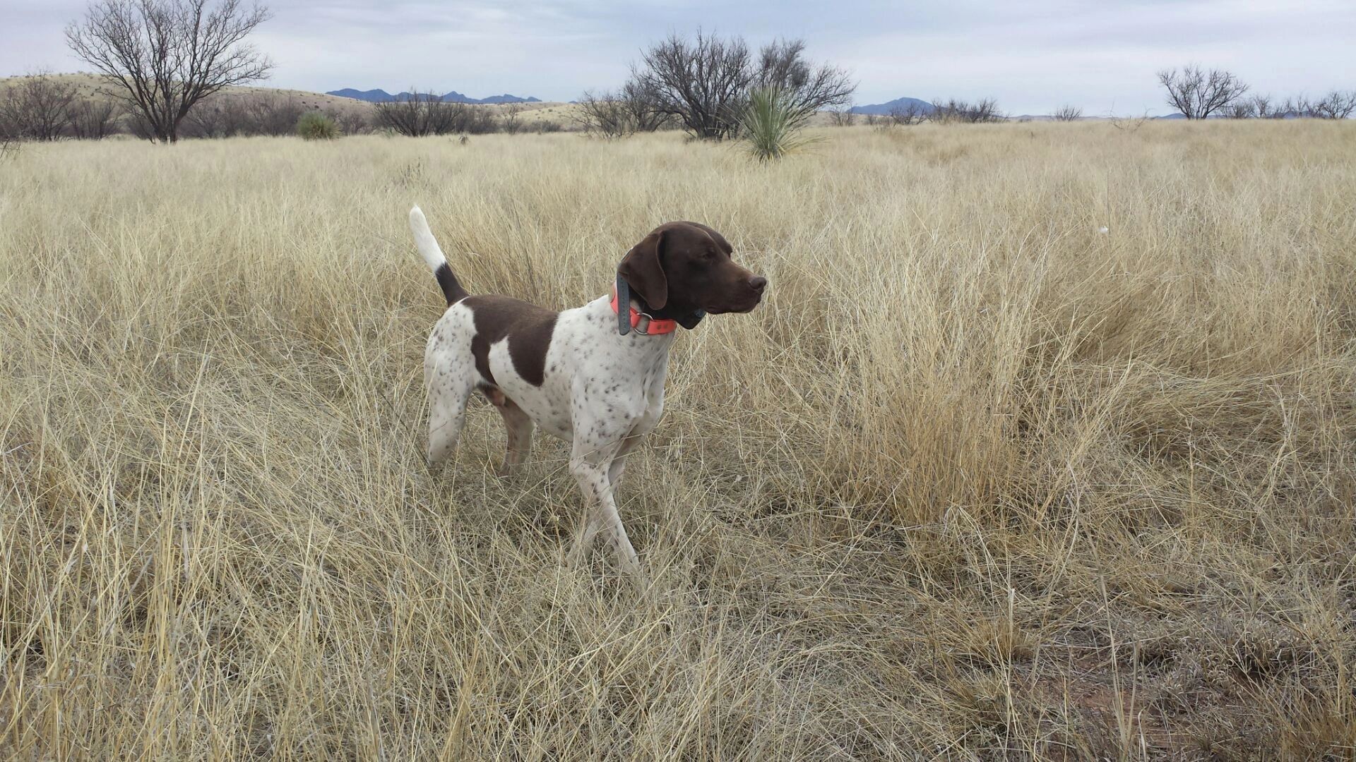 Winter hunting 2015