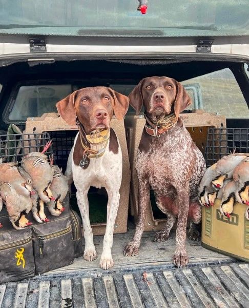 Two hunting dogs with game birds in truck — Kona