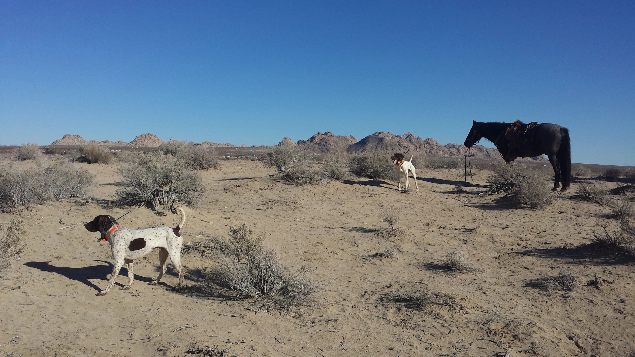 Field trial training