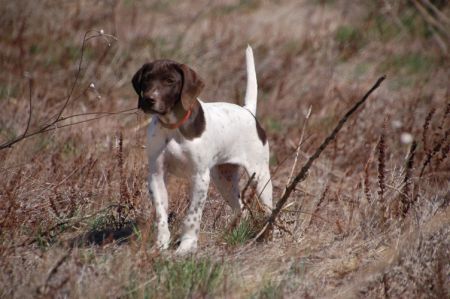 German Shorthaired Pointer hunting dog in brushy field