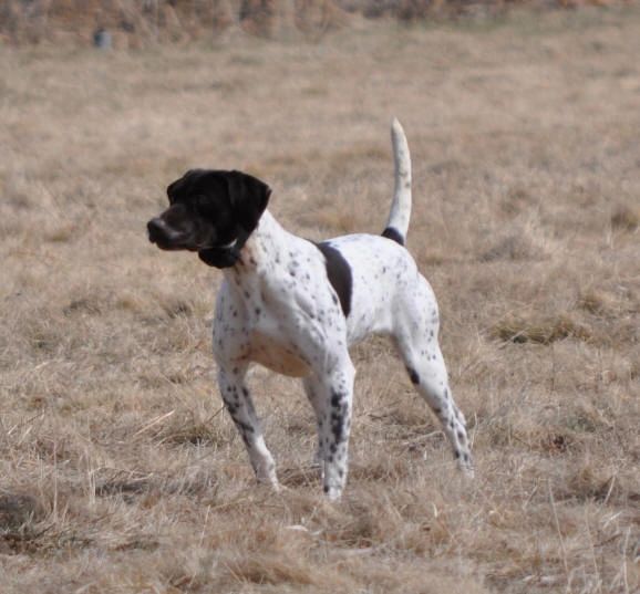 Black and white spotted GSP in field