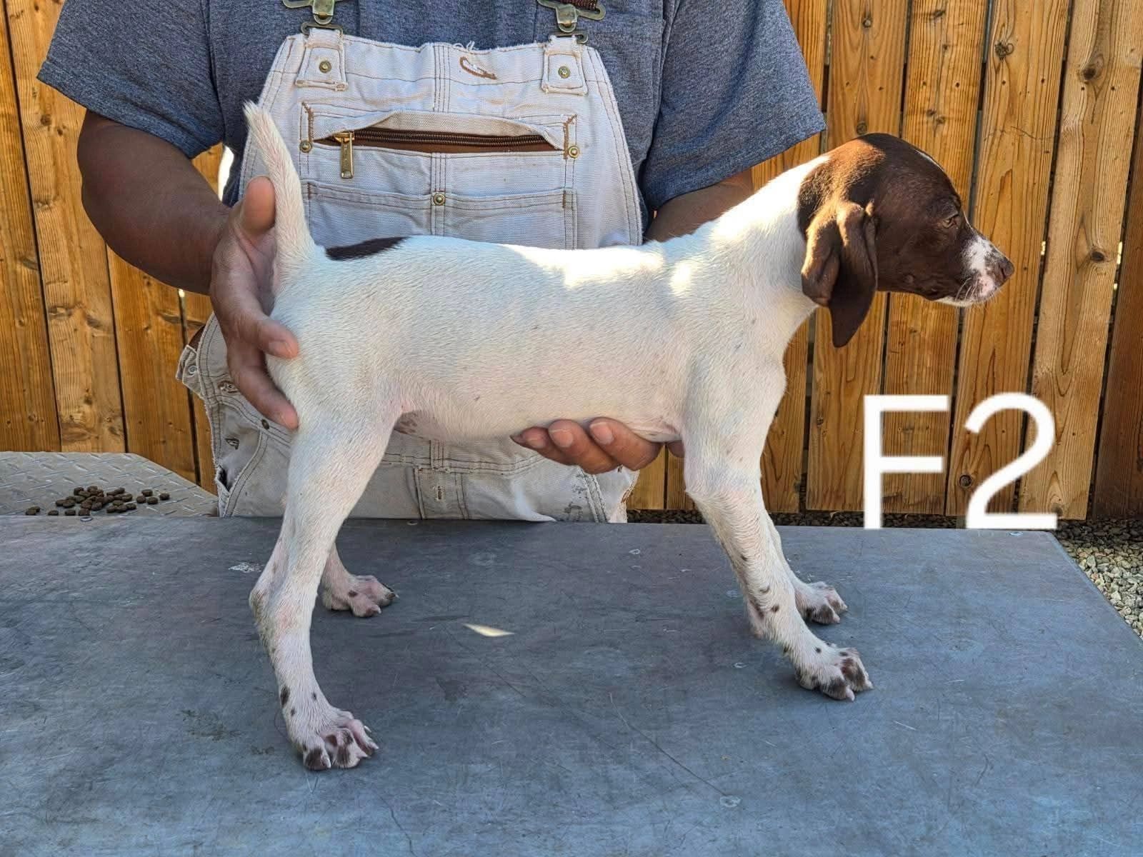Person holding a puppy labeled F2