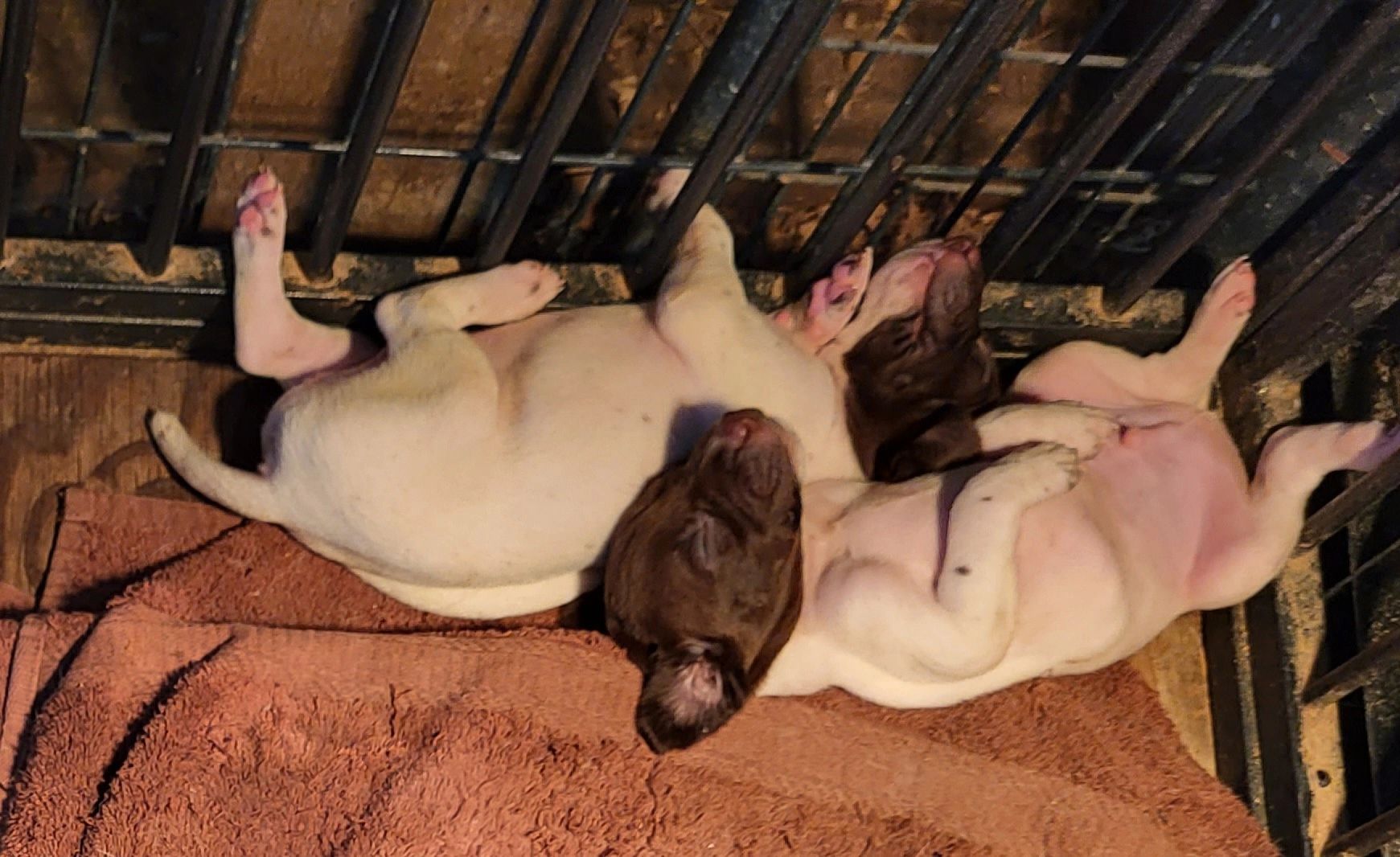 Pigs in barn setting