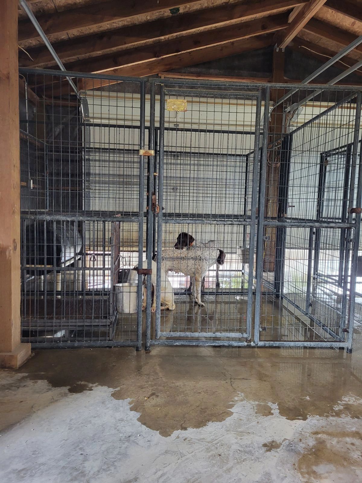 Interior kennel with dog in compartment