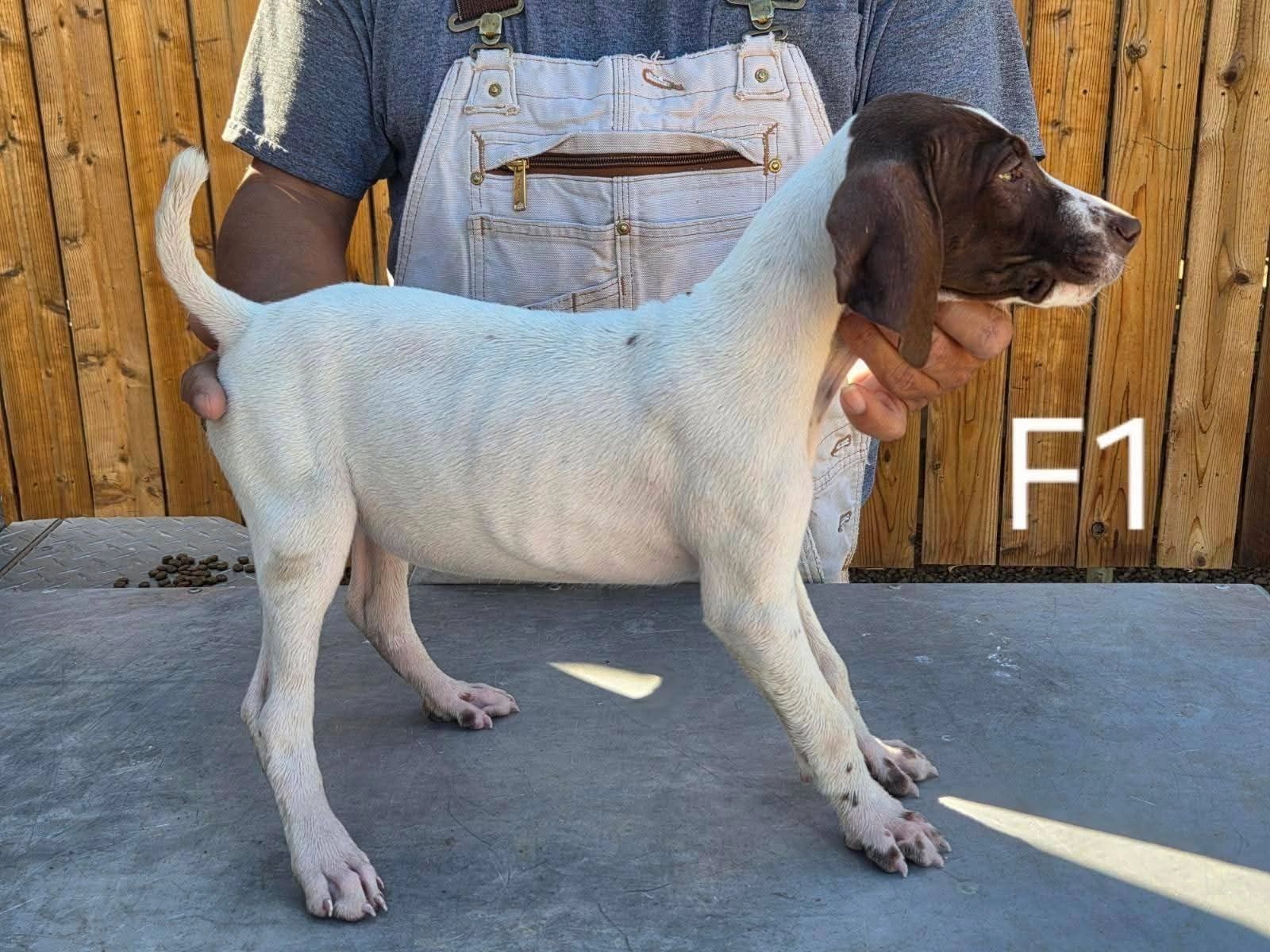 Puppy standing on a table held by a person