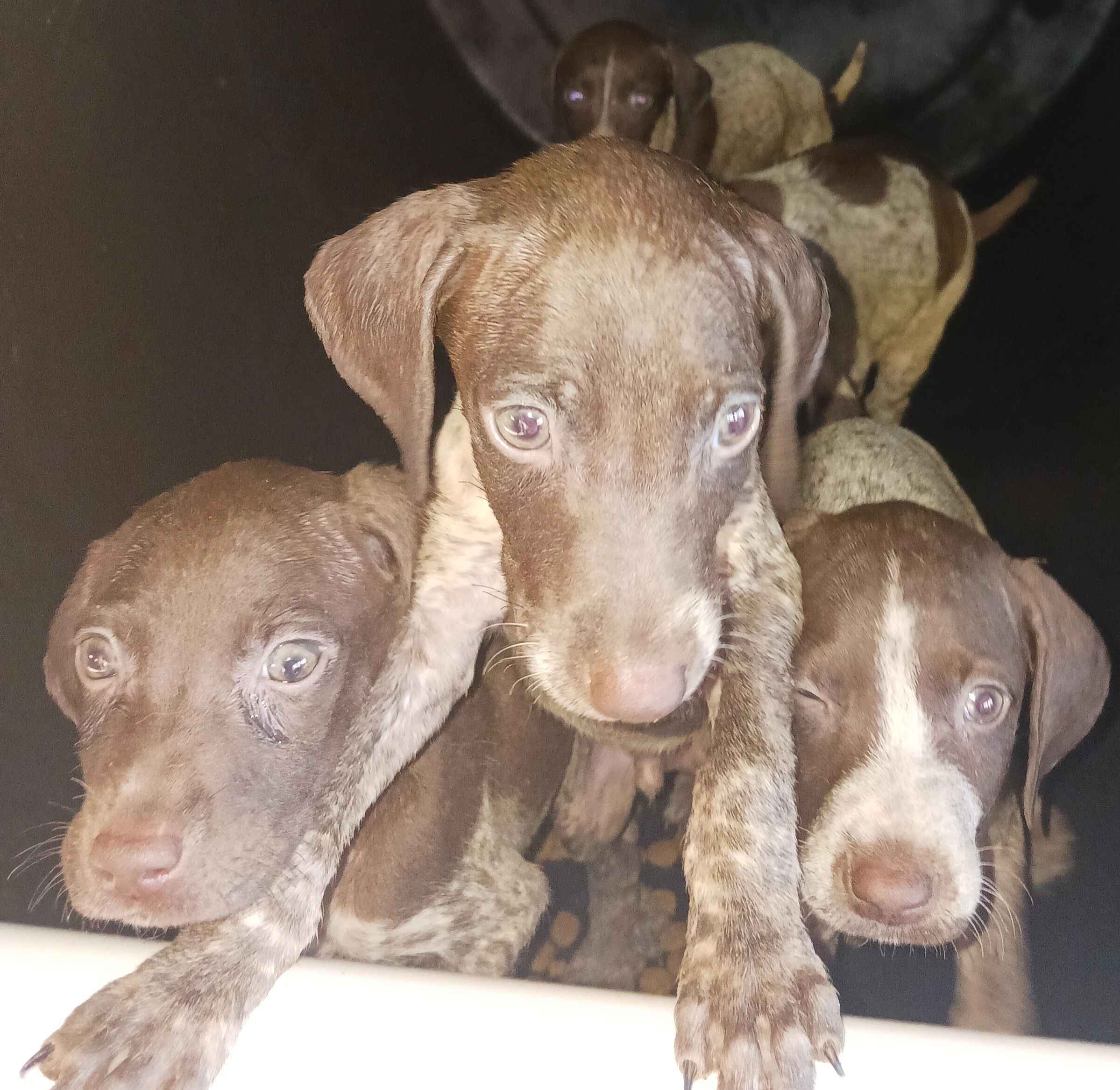 German Shorthaired Pointer dogs at the breeding kennel